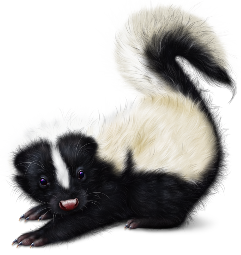 little-skunk-6.png