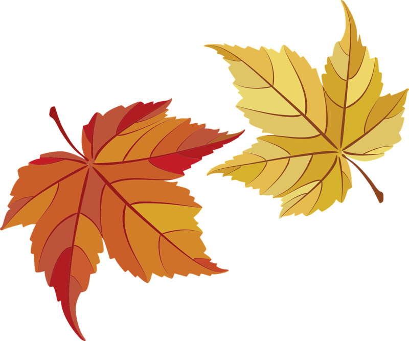 maple-leaves-482678_1280.png