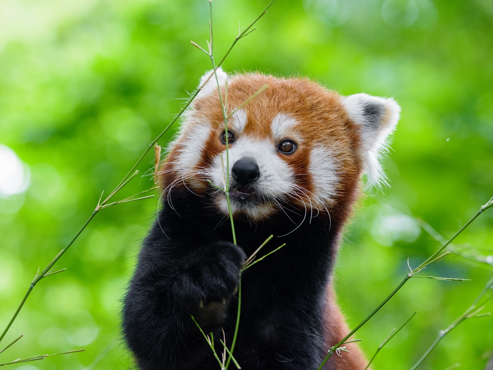 panda antiviruscancel subscition