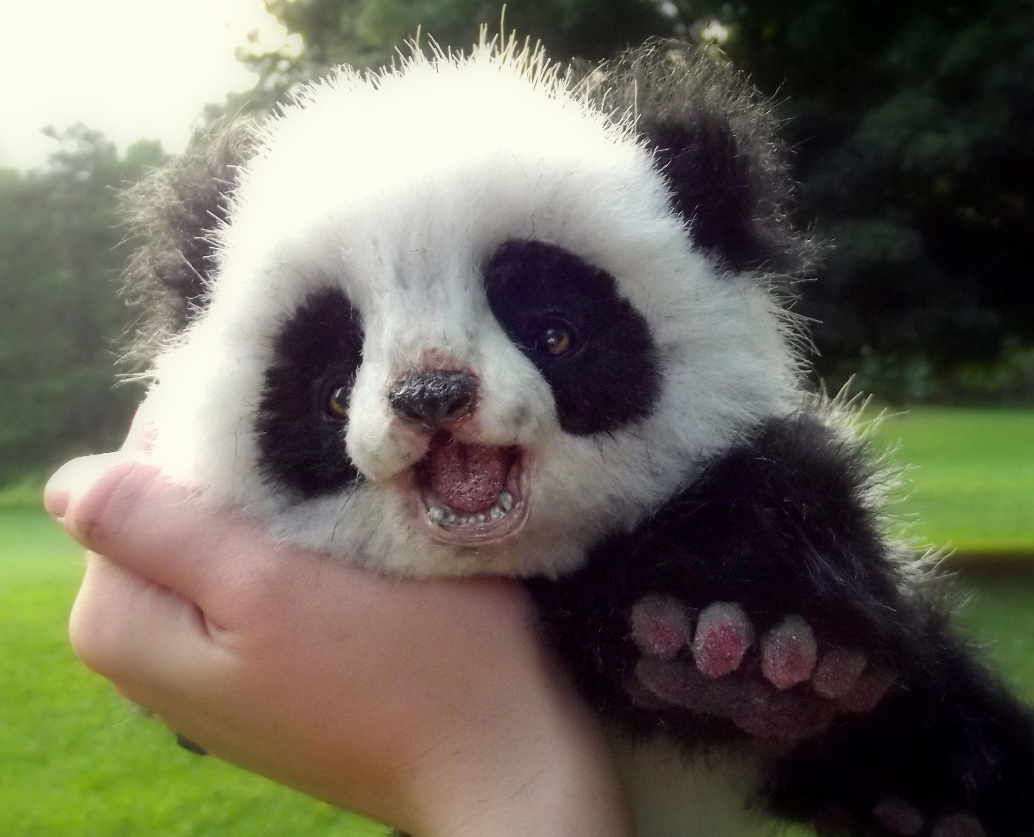 Can You Own A Panda In Texas