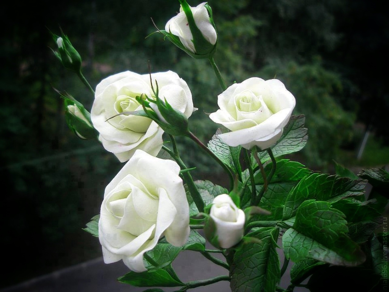 доброго утра красивые розы фото