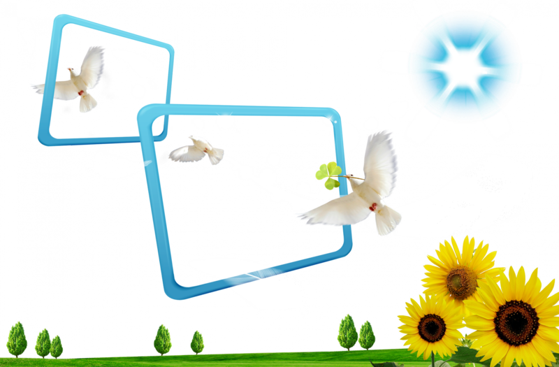 pigeons_tournesol_fantaisie_amour_.png