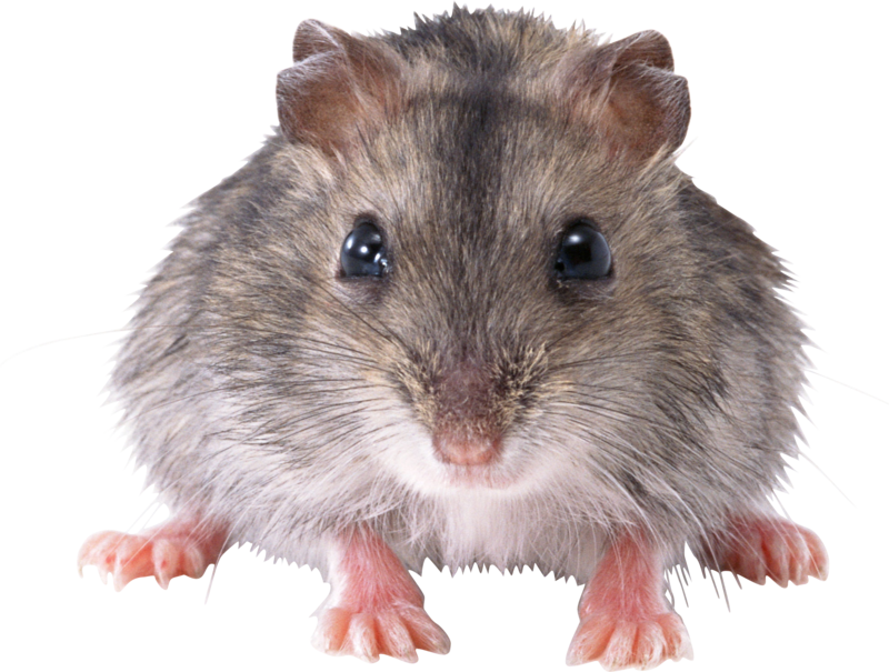 rat_mouse_PNG2465.png