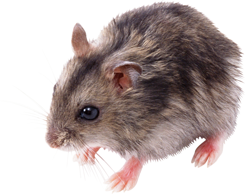 rat_mouse_PNG2467.png