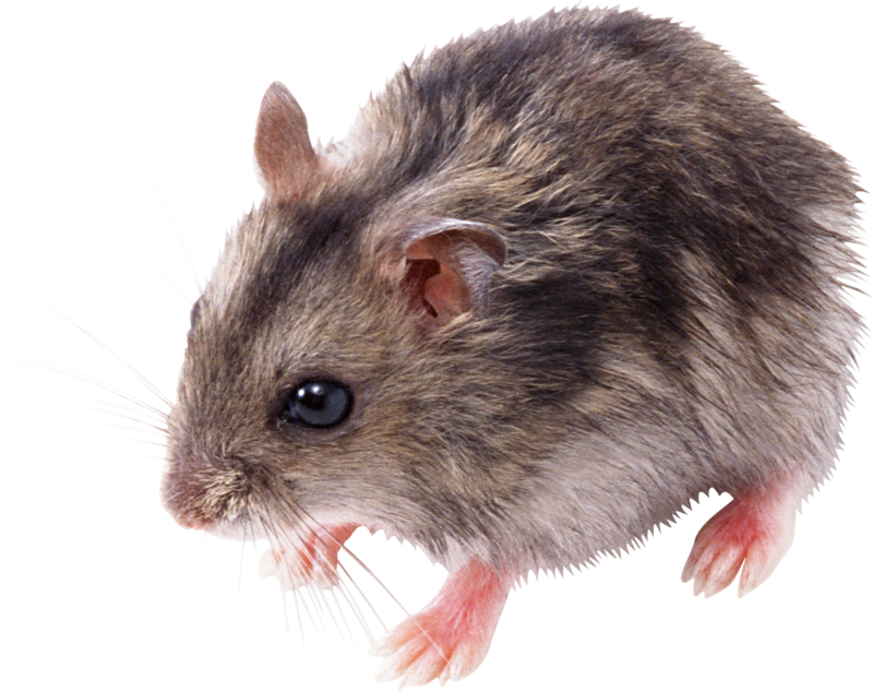 rat_mouse_PNG2467_1.png