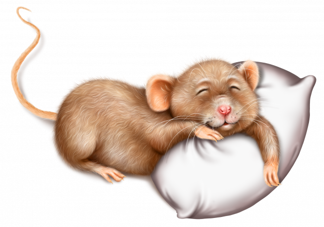 sleeping_mouse