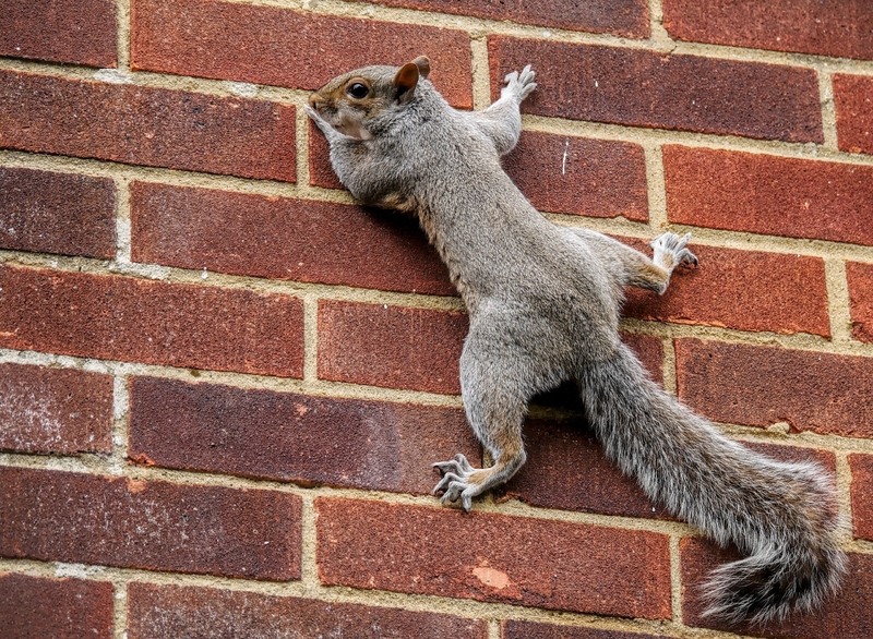 squirrel_wall_climbing_tail_102860_2560x1878.jpg