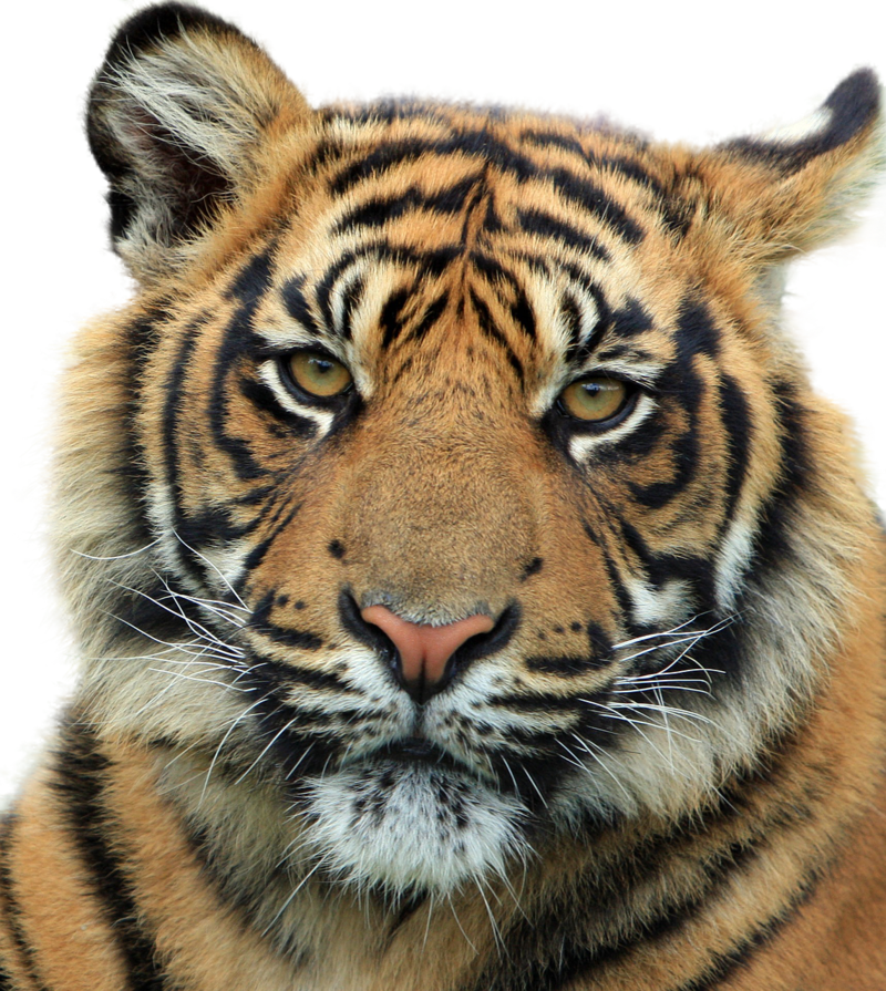 tiger-714380_1280.png