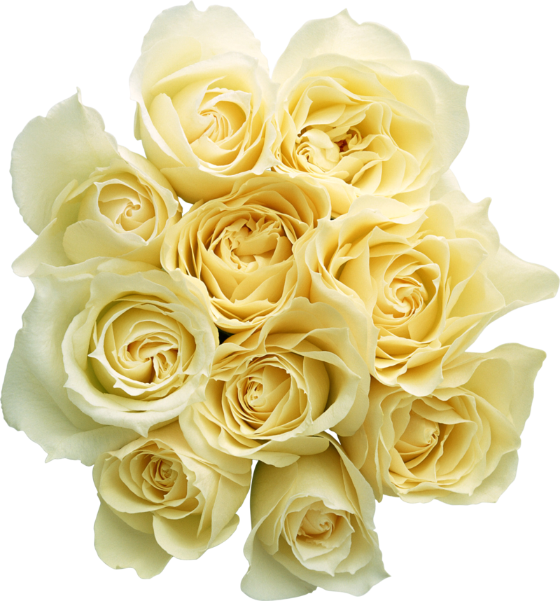 white_roses_PNG2797.png
