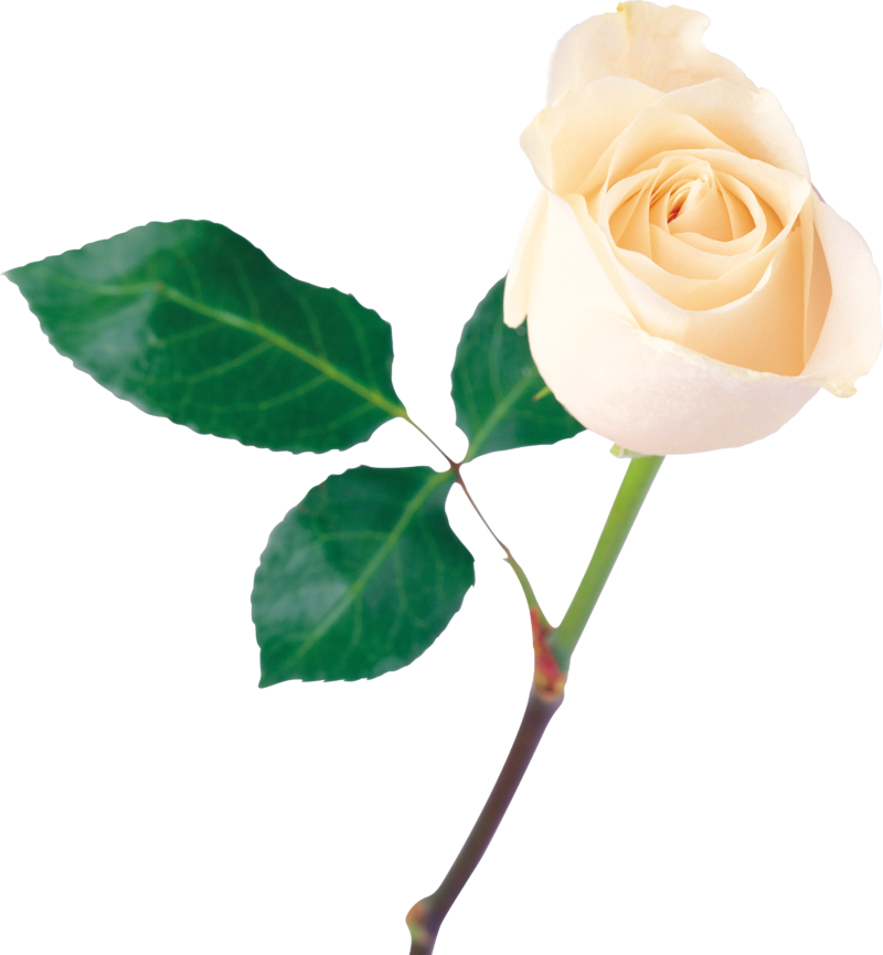 white_roses_PNG4008.png