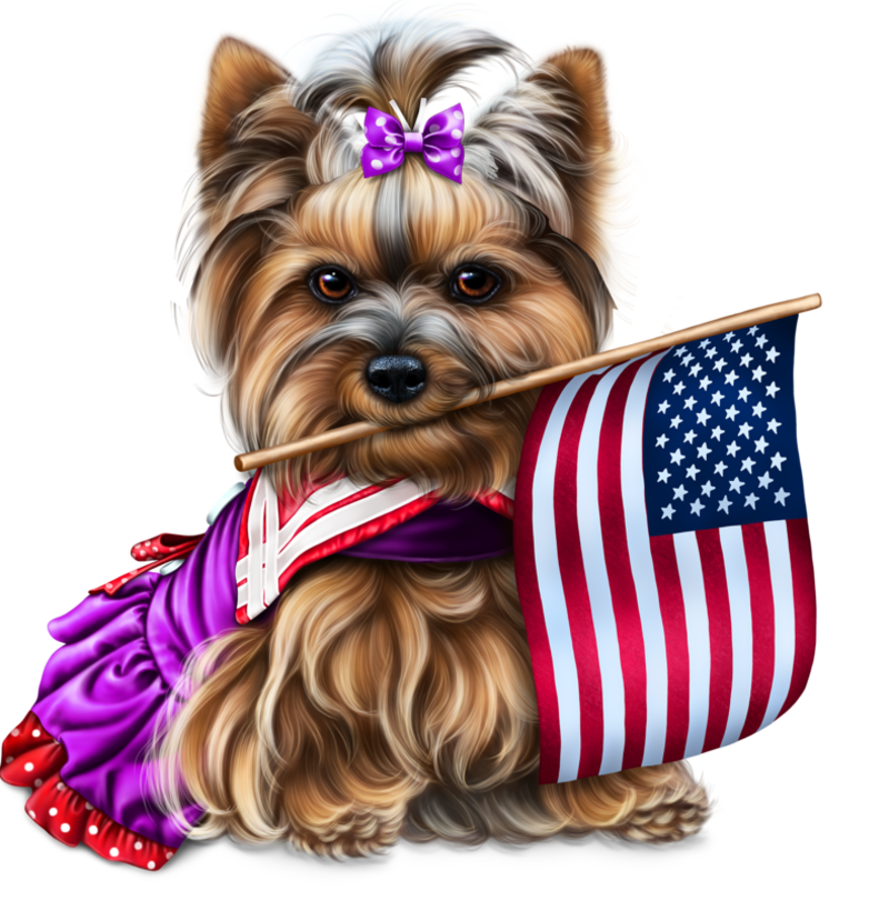 yorkie-4th-of-july-2.png