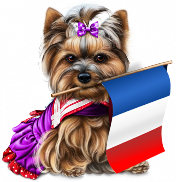 yorkie-4th-of-july-2_2