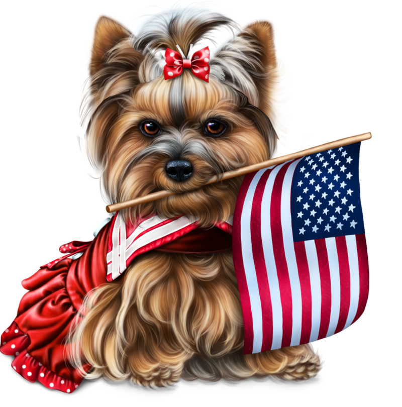 yorkie-4th-of-july-3.png