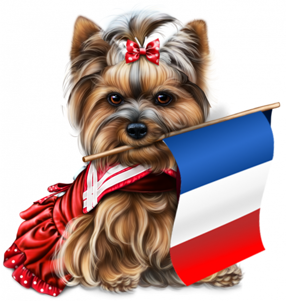yorkie-4th-of-july-3_2