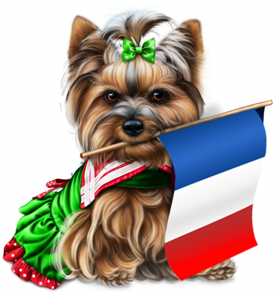 yorkie-4th-of-july-4_1