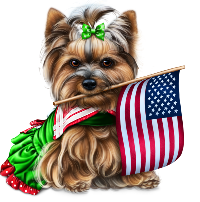 yorkie-4th-of-july-4e790ba9499ad39c2.png