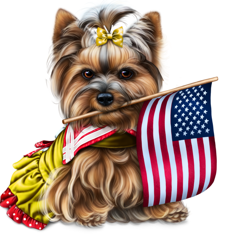 yorkie-4th-of-july-5.png