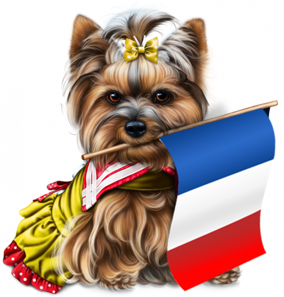 yorkie-4th-of-july-5_2