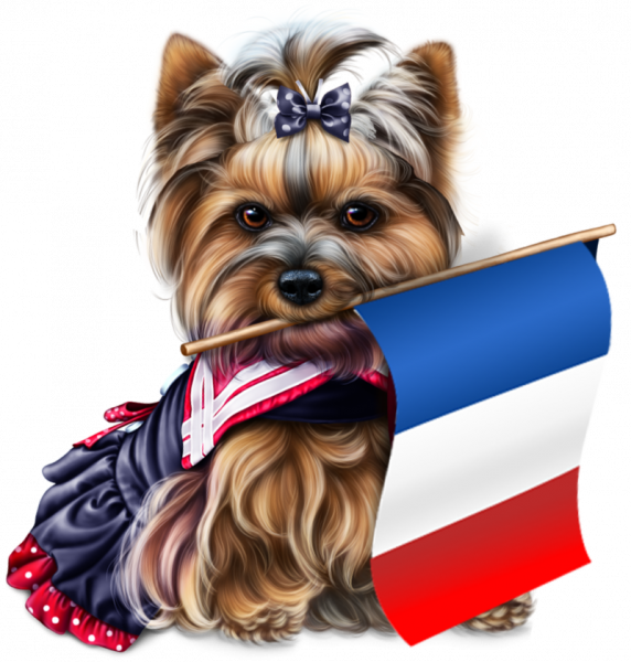 yorkie-4th-of-july-6_1